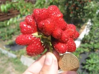 . Туруси 06.webp