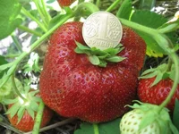 . Туруси 04.webp