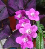  стрепс 2012.webp