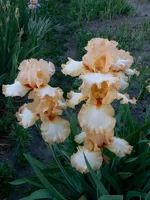 My_On_My[1].webp