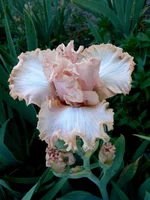 P1240670[2].webp