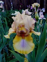 P1240682[1].webp