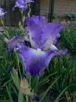 _Лайт.,[1].webp
