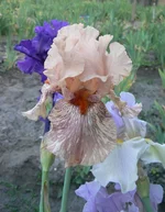 P1240867[1].webp