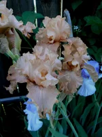 _Колетт.,[1].webp