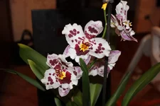 Odontioda Avranches Odontogloss um crispum Pacho.jpg