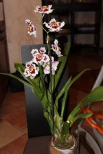 27.03.12 Odontioda Avranches  Odontogloss um crispum Pacho.webp