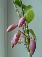 DSC00226.webp