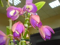 DSC00228.webp