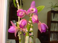 DSC00230.jpg