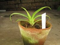 6 Phragmipedium Memoria Dick Clements.jpg