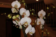 1 Phalaenopsis Aphrodite.jpg
