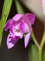3 bletilla-striata.webp