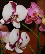 4 Doritaenopsis Taiwan Butterfly.webp