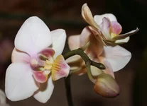 5 Phalaenopsis Brother Pico Sweetheart.JPG