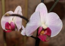 6 Phalaenopsis P.Auspice Keelung.jpg