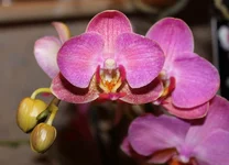 7 Phalaenopsis Coral Queen.jpg