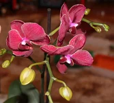 8 Phalaenopsis Magic Wonder.jpg
