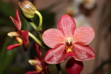 9 Phalaenopsis Red Hot Imperial 'Evergreen Hill'.webp