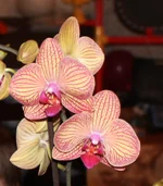 10 Phalaenopsis Red River.webp