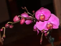 11 Phalaenopsis Rose Sympfony.webp