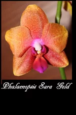 12 Phalaenopsis Sara Gold.jpg