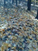 _20241023_204442.webp