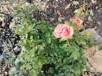 IMG_20241023_092129802.jpg