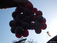 DSCN0531.JPG