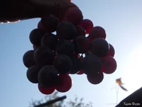 DSCN0531.webp