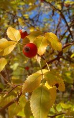 IMG_20241102_132903.jpg