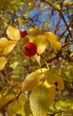 IMG_20241102_132903.webp