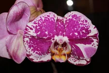 IMG_2559.webp
