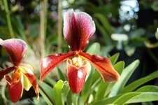 Orchid -1.jpg