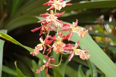 Orchid -3.jpg