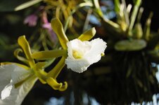 Orchid -4.jpg