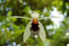Orchid -5.jpg