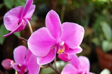 Orchid -6.jpg