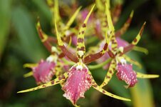 Orchid -8.jpg