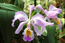 Orchid -14.jpg