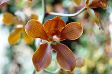 Orchid -15.jpg