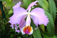 Orchid -16.jpg