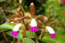 Orchid -18.jpg