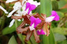 Orchid -19.jpg