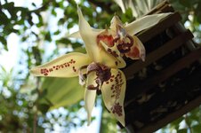 Orchid -21.jpg