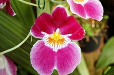 Orchid -22.jpg