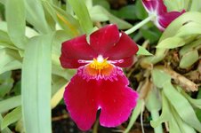 Orchid -24.jpg