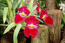 Orchid -25.jpg