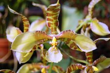 Orchid -29.jpg
