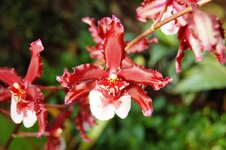 Orchid -31.jpg